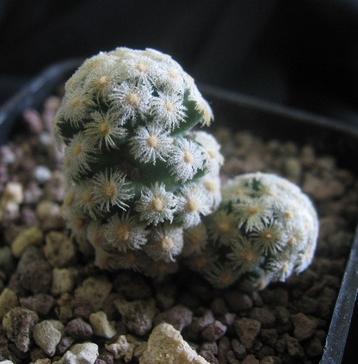 Mammillaria theresae 