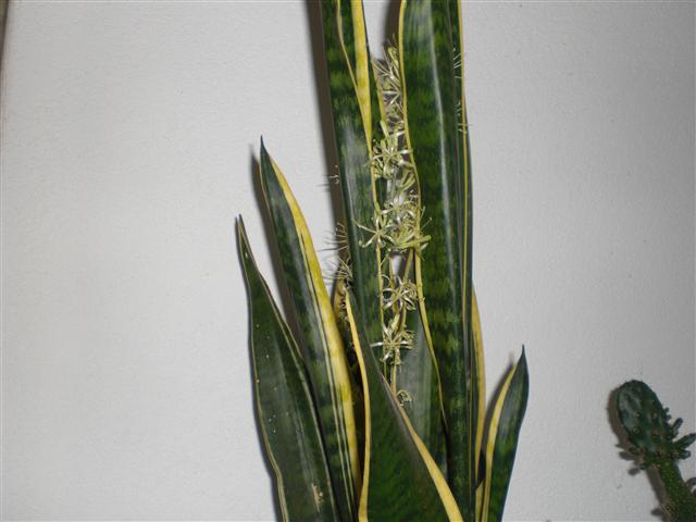 Sansevieria trifasciata 