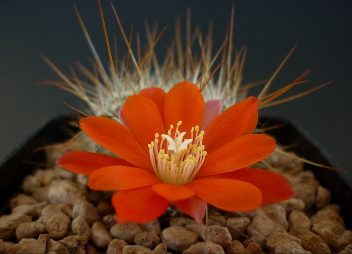 Rebutia fiebrigii R 503