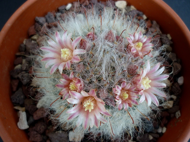 Mammillaria bocasana 