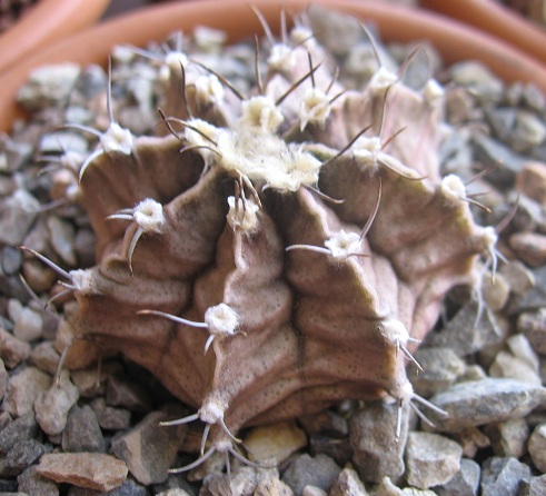 Gymnocalycium mihanovichii 