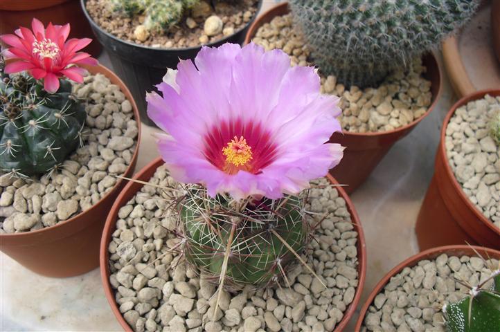 Thelocactus bicolor 