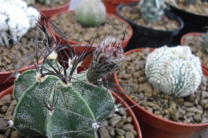 Astrophytum capricorne 