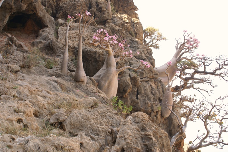 Adenium socotranum 