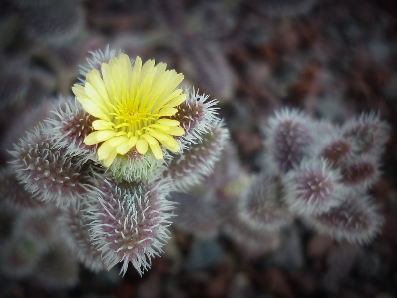 Delosperma echinatum 