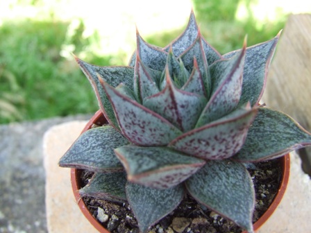 Echeveria purpusorum 