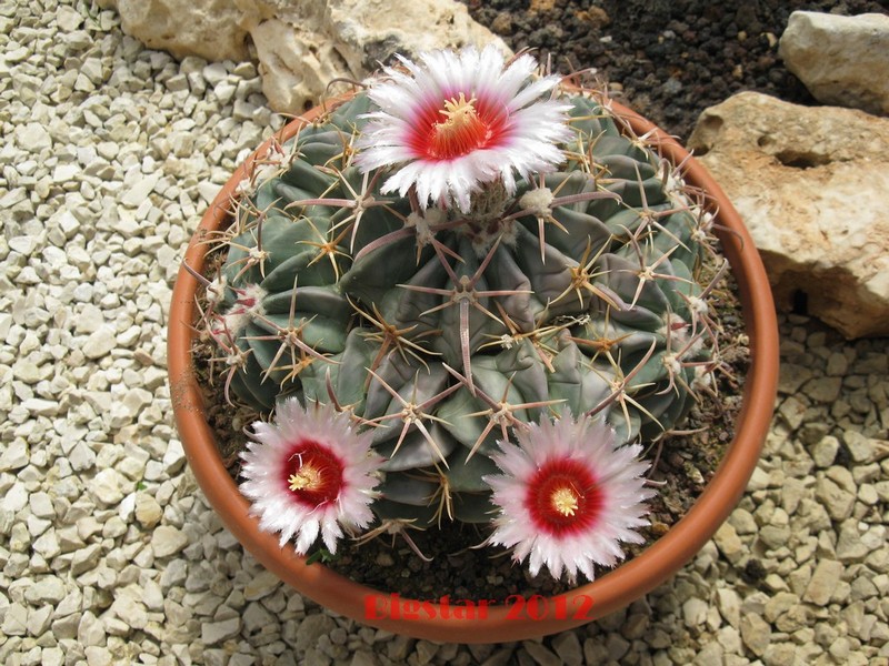 Echinocactus texensis 