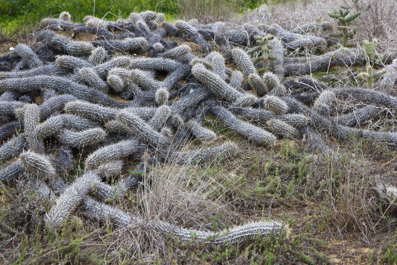 Machaerocereus eruca 