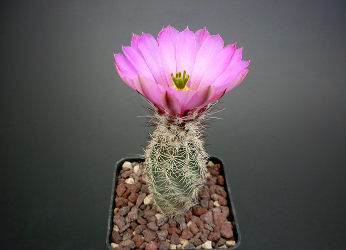 Echinocereus metornii 