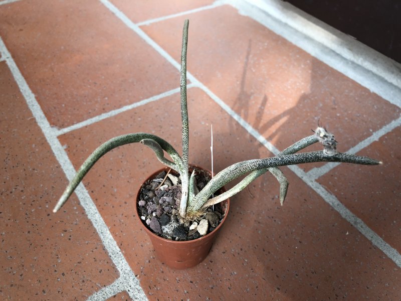 Astrophytum caput-medusae 