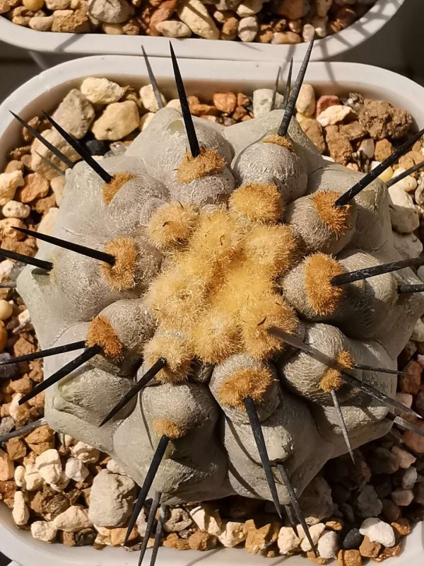 Copiapoa cinerea BIG114