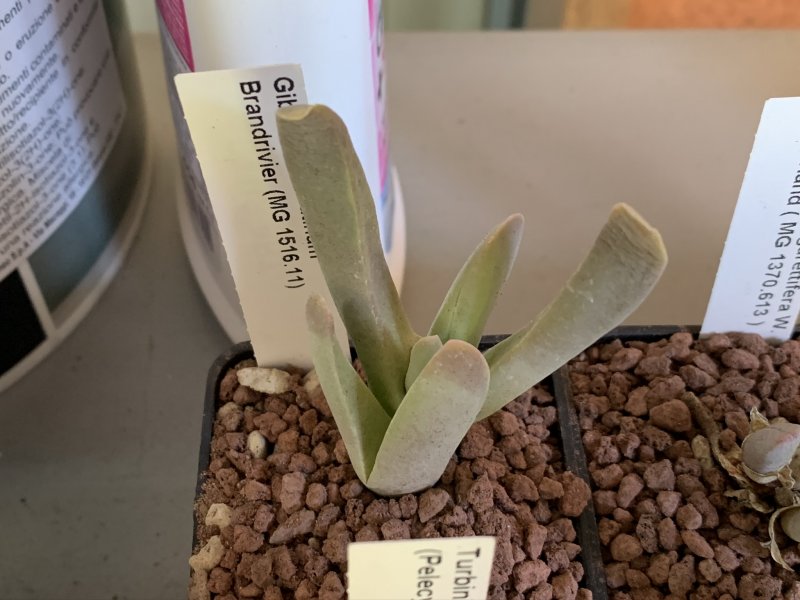 Gibbaeum velutinum MG 1516.11