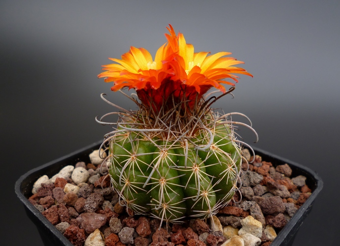 Parodia mairanana 