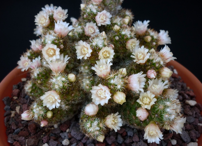 Mammillaria elongata 