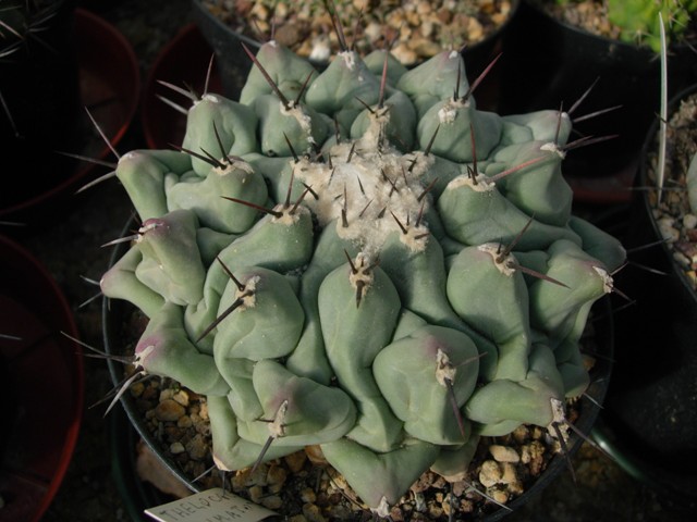 Thelocactus rinconensis v. phymatothelos 