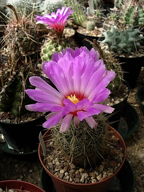 Thelocactus bicolor v. wagnerianus 