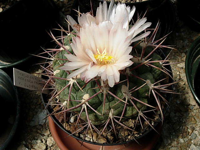 Thelocactus hexaedrophorus v. lloydii 