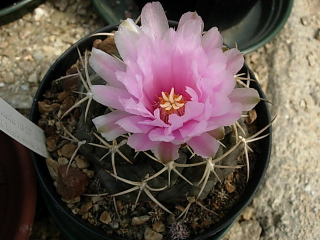 Thelocactus hexaedrophorus ssp. kvetae 