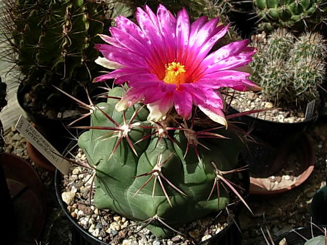 Thelocactus heterochromus 