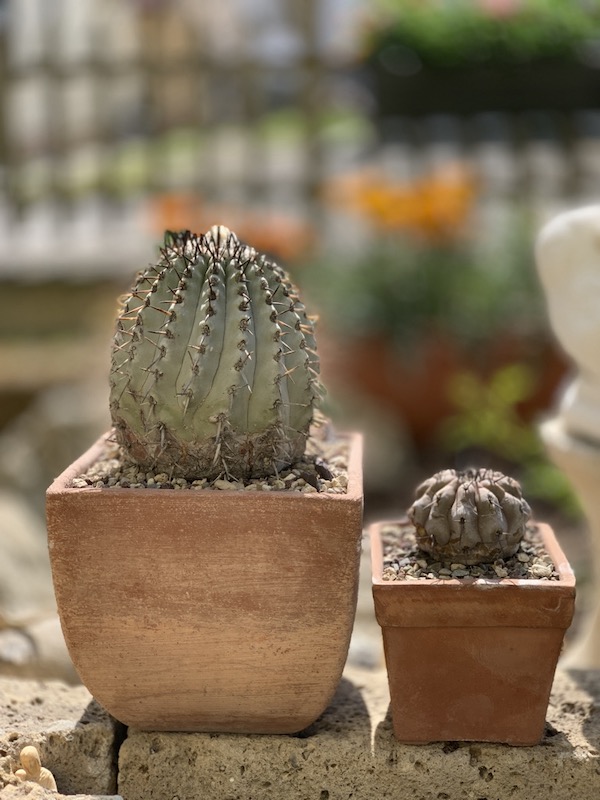 Copiapoa cinerea  