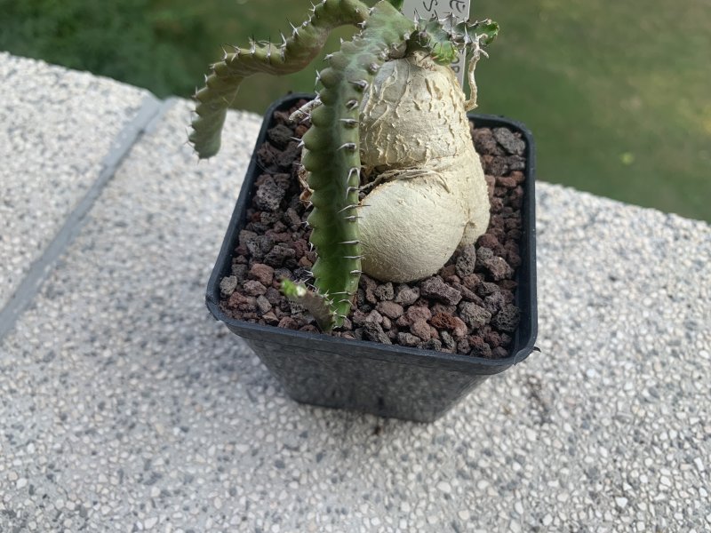 Euphorbia stellata 