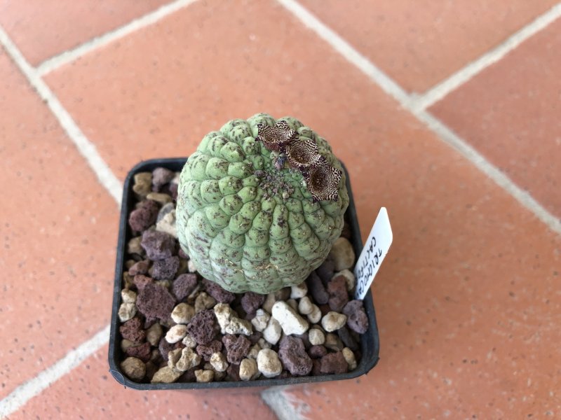 Trichocaulon cactiformis 