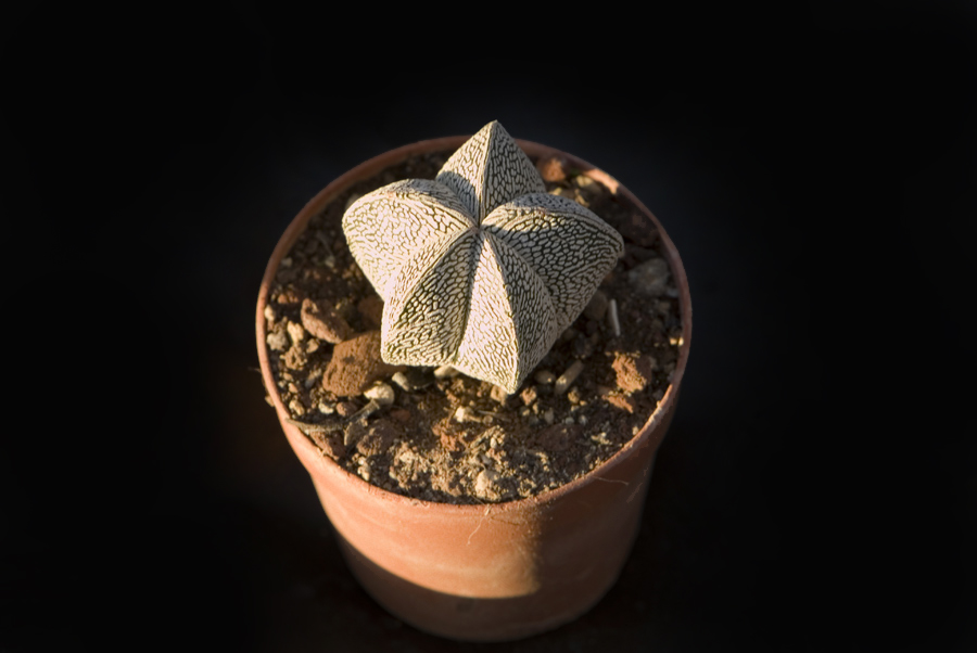 Astrophytum myriostigma cv. onzuka 