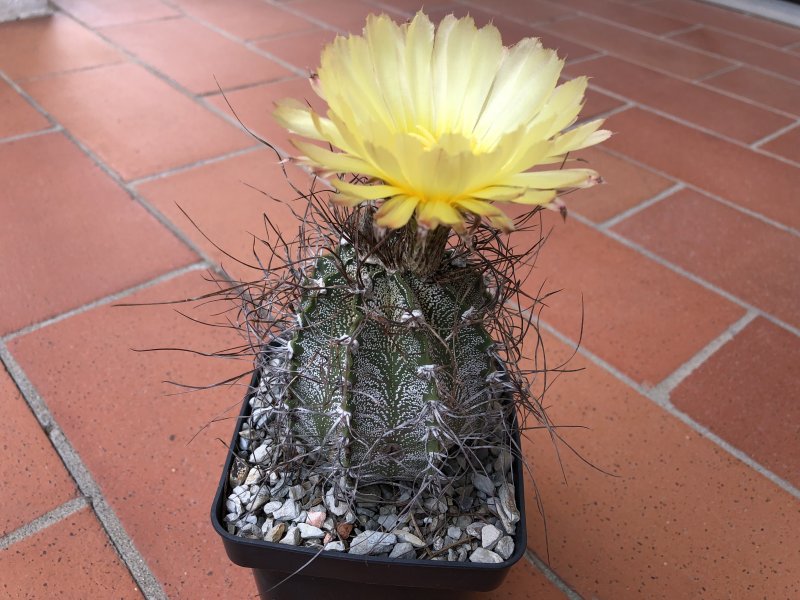 Astrophytum capricorne cv. crassispinoides 