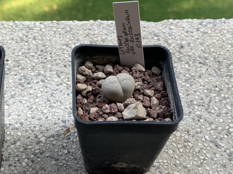 Lithops ruschiorum C103