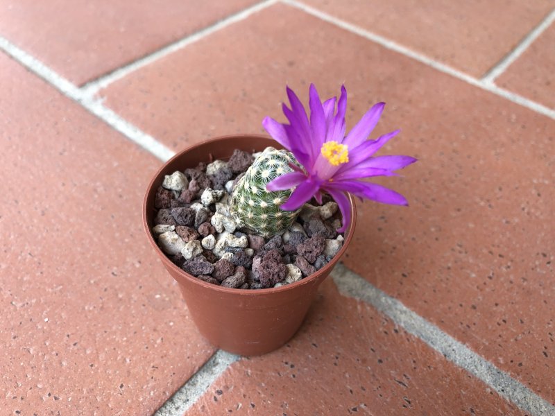 Mammillaria saboae ssp. goldii 