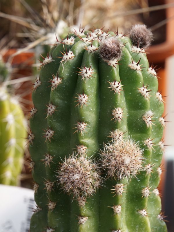 trichocereus cv. del rue