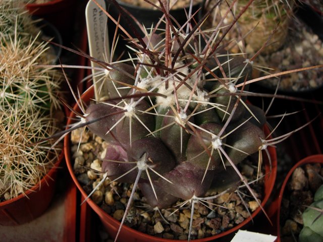 Thelocactus rinconensis v. nidulans 