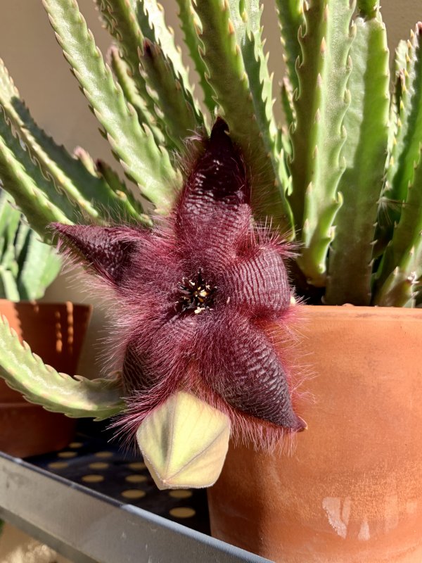 Stapelia hirsuta 