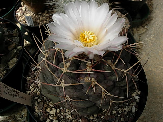 Thelocactus hexaedrophorus 