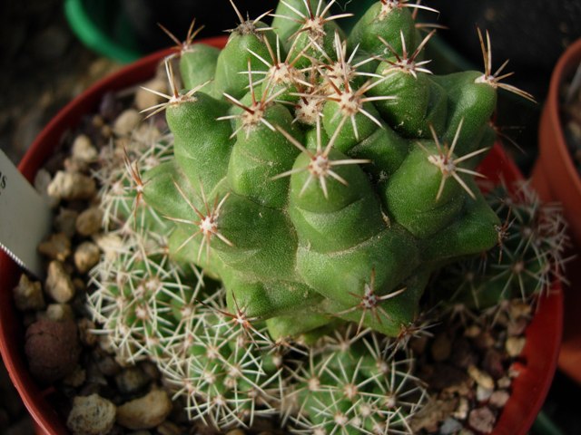 Thelocactus ehrenbergii 