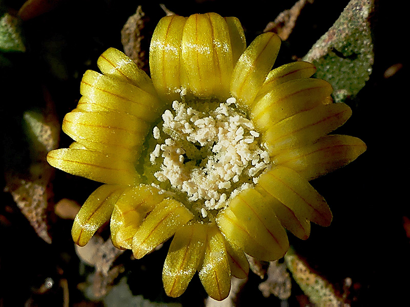 Nananthus aff. vittatus 