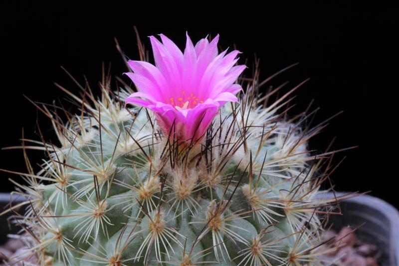 Turbinicarpus viereckii 