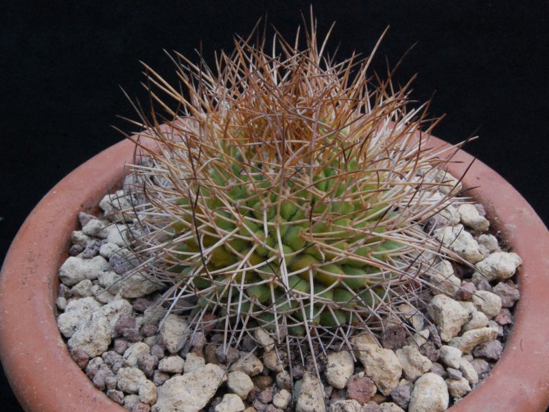 Mammillaria ingens ML 4