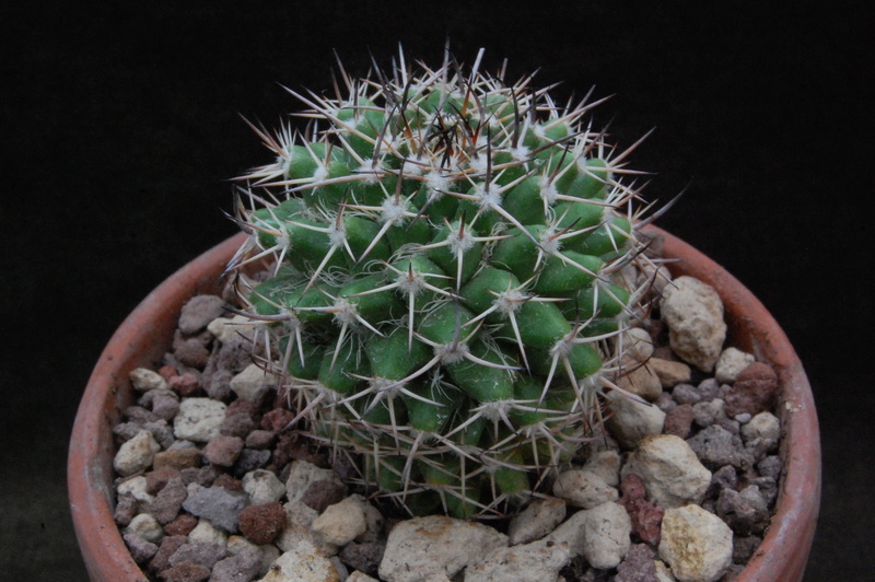 Mammillaria karwinskiana FO 43