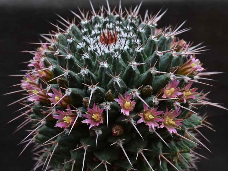 Mammillaria carnea REP 1628