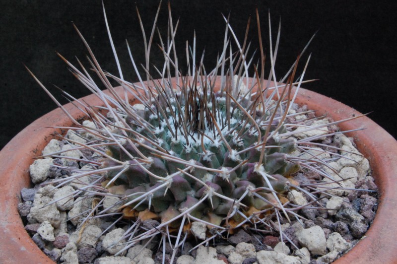 Mammillaria erythra 