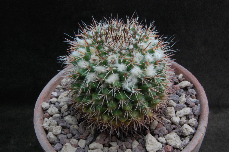 Mammillaria karwinskiana ssp. collinsii f. chiapas 