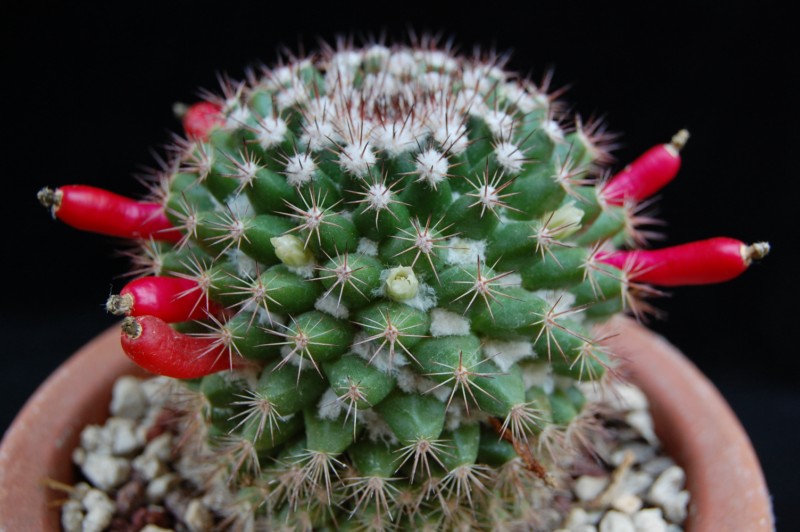 Mammillaria mammillaris 