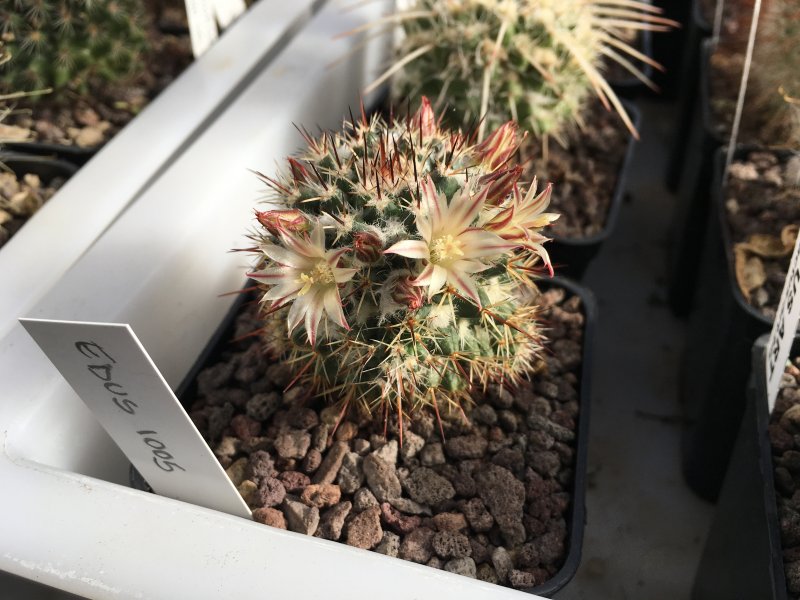 Mammillaria voburnensis v. quetzalcoatl ML 374