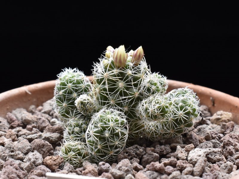 Mammillaria vetula ssp. gracilis P 461