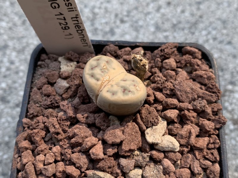 lithops schwantesii cv. triebneri