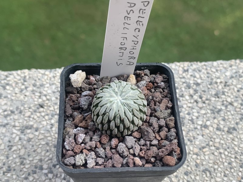 pelecyphora aselliformis