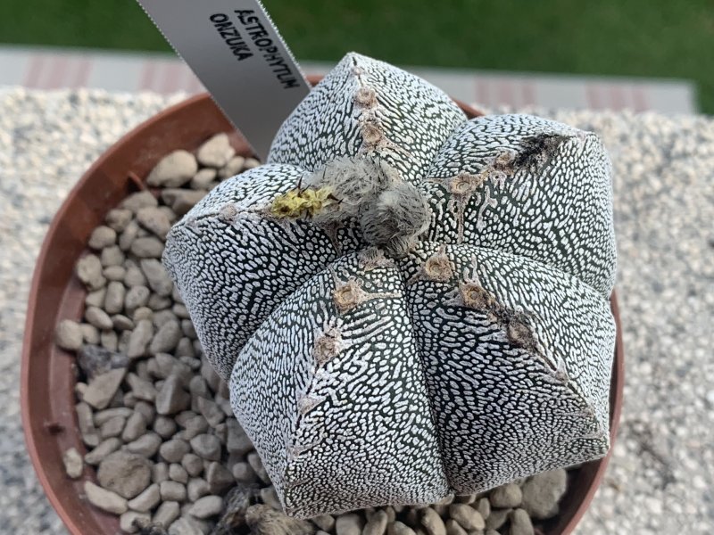 Astrophytum myriostigma cv. onzuka v type 