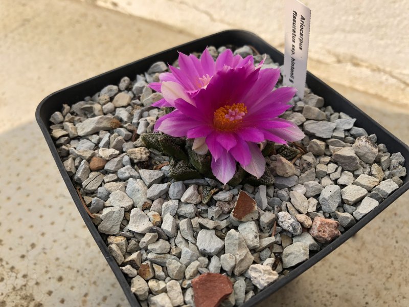 Ariocarpus fissuratus ssp. hintonii 