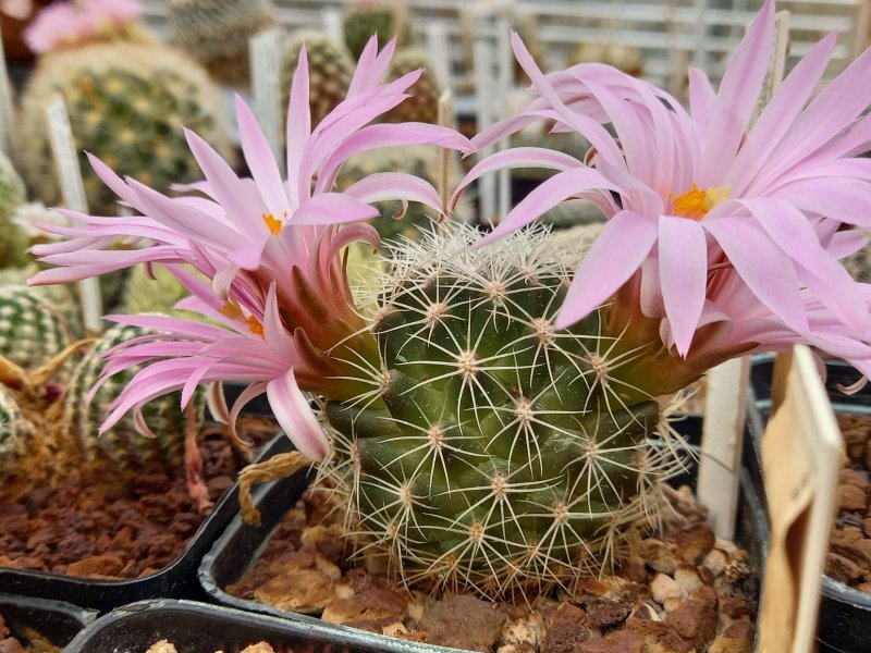 Mammillaria napina GCG 9759